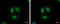 Transcription Factor 3 antibody, GTX129237, GeneTex, Immunocytochemistry image 