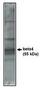 Calcium Voltage-Gated Channel Auxiliary Subunit Beta 4 antibody, orb108859, Biorbyt, Western Blot image 