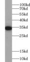 Phospholipid Scramblase 1 antibody, FNab06560, FineTest, Western Blot image 