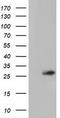 OTU Deubiquitinase, Ubiquitin Aldehyde Binding 2 antibody, TA501944, Origene, Western Blot image 