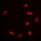 Histone H2B type 1 antibody, orb256582, Biorbyt, Immunofluorescence image 