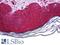 F-Box Protein 11 antibody, LS-B5475, Lifespan Biosciences, Immunohistochemistry frozen image 
