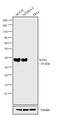 Quiescin Sulfhydryl Oxidase 1 antibody, 14-9811-82, Invitrogen Antibodies, Western Blot image 