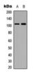 Protein HEXIM1 antibody, orb393313, Biorbyt, Western Blot image 