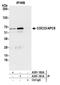 Cell division cycle protein 23 homolog antibody, A301-181A, Bethyl Labs, Immunoprecipitation image 