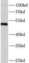 Signal Recognition Particle 54 antibody, FNab08232, FineTest, Western Blot image 