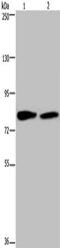 Taxilin Alpha antibody, CSB-PA843964, Cusabio, Western Blot image 