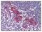 Deoxyribonuclease-2-alpha antibody, AP07744PU-N, Origene, Immunohistochemistry frozen image 