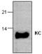 C-X-C Motif Chemokine Ligand 1 antibody, GTX59843, GeneTex, Western Blot image 
