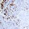 Trypsin antibody, AF3586, R&D Systems, Western Blot image 