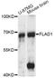 Flavin Adenine Dinucleotide Synthetase 1 antibody, LS-C749295, Lifespan Biosciences, Western Blot image 
