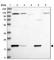 Acireductone Dioxygenase 1 antibody, HPA035403, Atlas Antibodies, Western Blot image 