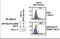 BCL2 antibody, AP11295PU-N, Origene, Western Blot image 