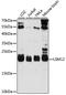 LSM12 Homolog antibody, A15947, ABclonal Technology, Western Blot image 