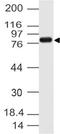 Cactin, Spliceosome C Complex Subunit antibody, A09699, Boster Biological Technology, Western Blot image 