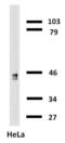 Keratin 18 antibody, LS-B9908, Lifespan Biosciences, Western Blot image 