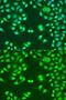 Nuclear Mitotic Apparatus Protein 1 antibody, GTX64368, GeneTex, Immunofluorescence image 