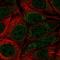 TP53 Regulated Inhibitor Of Apoptosis 1 antibody, NBP2-30707, Novus Biologicals, Immunofluorescence image 