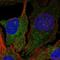 Diacylglycerol Kinase Delta antibody, HPA027530, Atlas Antibodies, Immunofluorescence image 