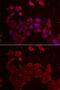 Folliculin antibody, GTX33200, GeneTex, Immunocytochemistry image 