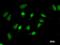 GATA Zinc Finger Domain Containing 1 antibody, LS-C342349, Lifespan Biosciences, Immunofluorescence image 
