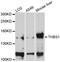 Thrombospondin 1 antibody, MBS127208, MyBioSource, Western Blot image 