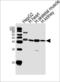 Sphingosine kinase 1 antibody, LS-C100770, Lifespan Biosciences, Western Blot image 