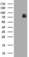 Family With Sequence Similarity 234 Member A antibody, MA5-26160, Invitrogen Antibodies, Western Blot image 