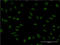 Prospero homeobox protein 1 antibody, LS-C198008, Lifespan Biosciences, Immunofluorescence image 