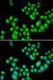 D(3) dopamine receptor antibody, 16-111, ProSci, Immunofluorescence image 