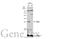 Growth Factor Receptor Bound Protein 2 antibody, GTX100294, GeneTex, Western Blot image 