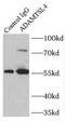 ADAMTS-like protein 4 antibody, FNab00147, FineTest, Immunoprecipitation image 