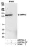 DRF3 antibody, A305-164A, Bethyl Labs, Immunoprecipitation image 