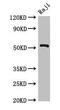 BLNK antibody, CSB-PA840984LA01HU, Cusabio, Western Blot image 