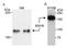 hMSH6 antibody, A300-022A, Bethyl Labs, Immunoprecipitation image 