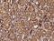 Proteasome assembly chaperone 3 antibody, 204329-T08, Sino Biological, Immunohistochemistry paraffin image 