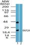 RAP2A, Member Of RAS Oncogene Family antibody, PA5-23298, Invitrogen Antibodies, Western Blot image 