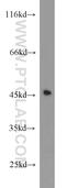Integral Membrane Protein 2A antibody, 14407-1-AP, Proteintech Group, Western Blot image 