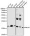 Ribosomal Protein L28 antibody, LS-C750067, Lifespan Biosciences, Western Blot image 