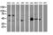 Integrin-alpha FG-GAP repeat-containing protein 2 antibody, LS-C173030, Lifespan Biosciences, Western Blot image 