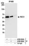 Regulator Of Chromosome Condensation 1 antibody, A300-866A, Bethyl Labs, Immunoprecipitation image 
