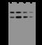 Argininosuccinate synthase antibody, 200448-T44, Sino Biological, Western Blot image 