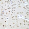 UTP14A Small Subunit Processome Component antibody, 19-960, ProSci, Immunohistochemistry frozen image 