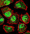 Krueppel-like factor 9 antibody, LS-C165560, Lifespan Biosciences, Immunofluorescence image 