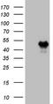 Homeobox C10 antibody, TA808929S, Origene, Western Blot image 