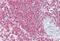 Ribosomal Protein SA antibody, NBP1-59114, Novus Biologicals, Immunohistochemistry paraffin image 