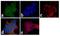 Ligand Of Numb-Protein X 1 antibody, 720003, Invitrogen Antibodies, Immunofluorescence image 