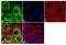 Cytochrome C, Somatic antibody, MA5-11674, Invitrogen Antibodies, Immunofluorescence image 