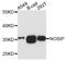 Nitric Oxide Synthase Interacting Protein antibody, orb373024, Biorbyt, Western Blot image 
