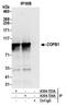 Coatomer Protein Complex Subunit Beta 1 antibody, A304-724A, Bethyl Labs, Immunoprecipitation image 